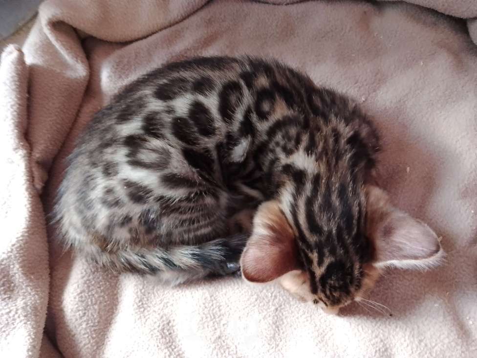 Кошки в Санкт-Петербурге: Бенгальская кошечка Девочка, 55 000 руб. - фото 6
