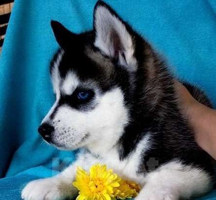 Собаки в Кандалакше: Хаски Щенки Разных окрасов Разнополые, Бесплатно - фото 1