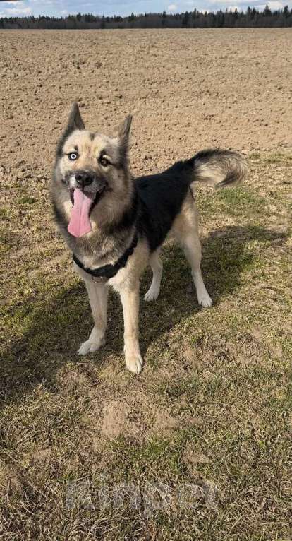 Собаки в Санкт-Петербурге: Очаровательный пес Бамси с разноцветными глазами ищет хозяина! Мальчик, Бесплатно - фото 2