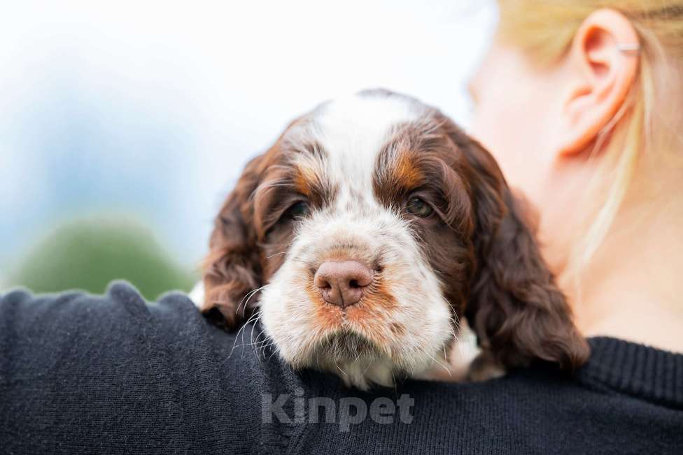Собаки в Москве: Продам щенков  Английского спрингер спаниеля. Мальчик, 60 000 руб. - фото 3