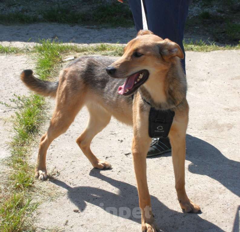Собаки в Москве: Молоденькая ласкушечка Ариша ждет родную семью всю свою маленькую жизнь!  Девочка, Бесплатно - фото 7