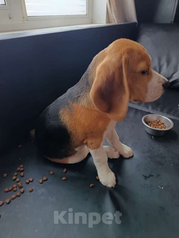 Собаки в Санкт-Петербурге: Щенки породы Бигль (документы РКФ) Девочка, 50 000 руб. - фото 2