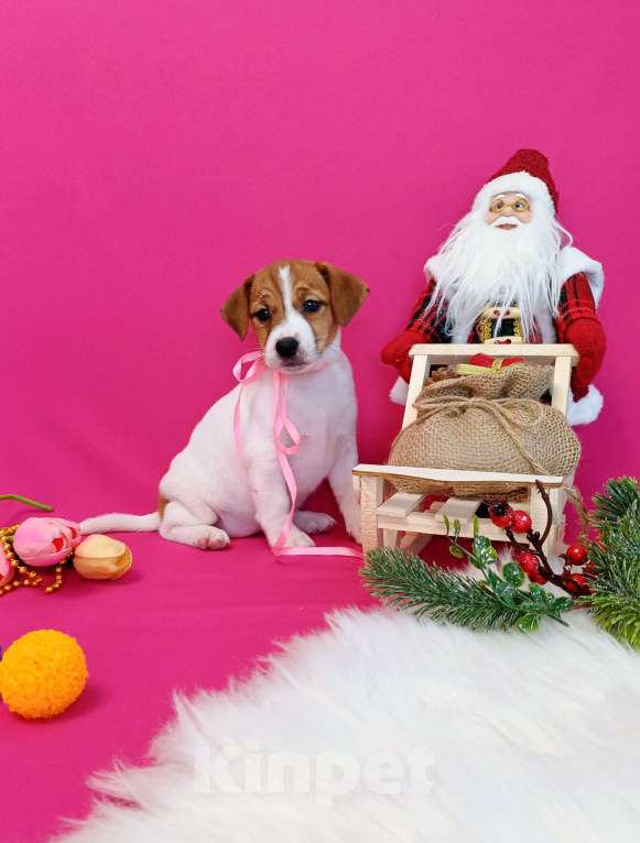 Собаки в Чите: Щенки Джек Рассел терьер мальчики и девочки  Девочка, 35 000 руб. - фото 2