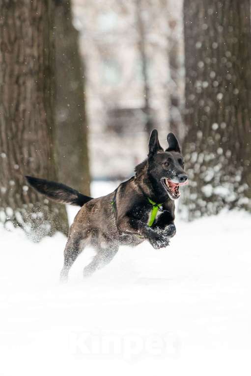 Собаки в Москве: Добрый Дали ищет дом Мальчик, Бесплатно - фото 7