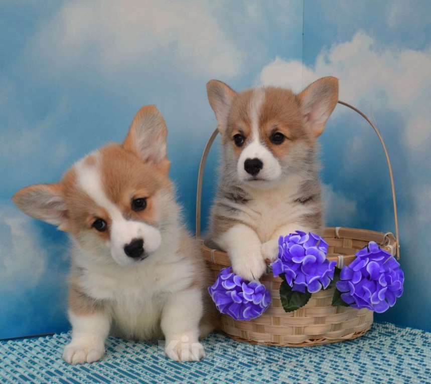 Собаки в Ногинске: Мальчики корги Мальчик, 45 000 руб. - фото 5