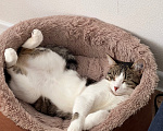 Кошки в Екатеринбурге: Кошечка Мяука ищет дом Девочка, 10 руб. - фото 2