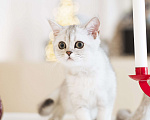 Кошки в Санкт-Петербурге: Шотландский котенок Мальчик, 199 000 руб. - фото 6
