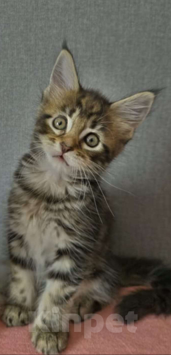 Кошки в Нижнем Новгороде: Котенок мейн-кун Девочка, 12 000 руб. - фото 1