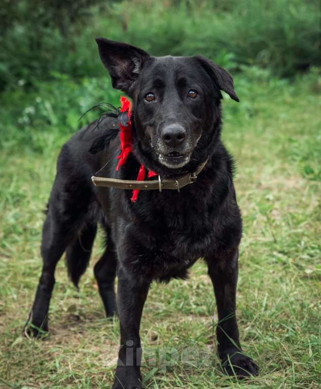 Собаки в Москве: Кьра, собака 7 лет Девочка, Бесплатно - фото 3