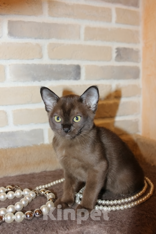 Кошки в Москве: Котенок европейский бурманский Мальчик, 55 000 руб. - фото 3