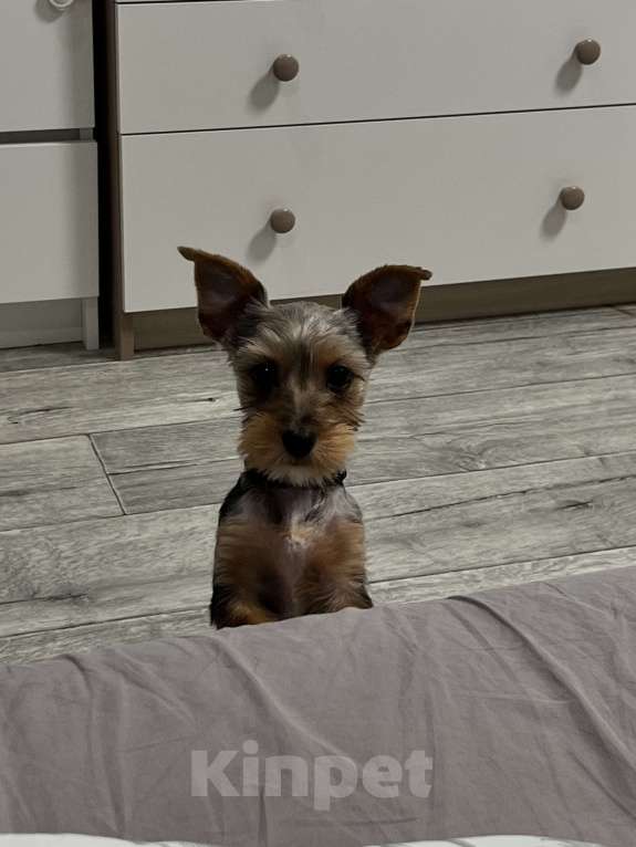 Собаки в Казани: Йоркширский терьер Мальчик, 40 000 руб. - фото 1