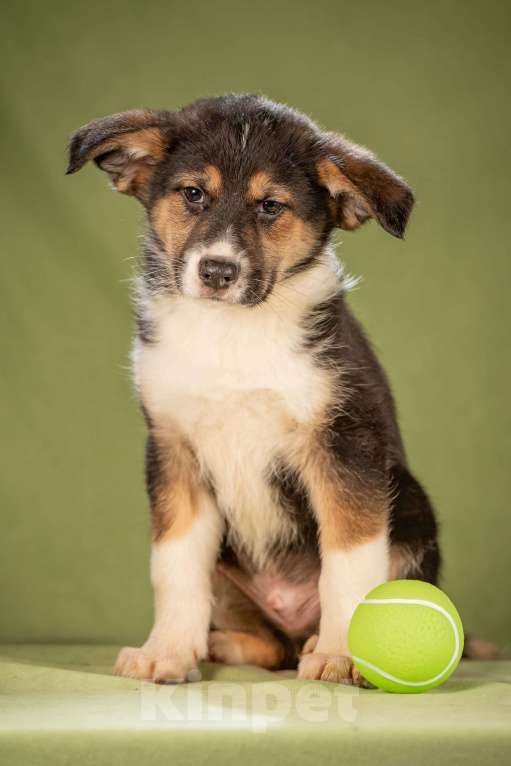 Собаки в Клине: Каштан - важный малыш Мальчик, Бесплатно - фото 3