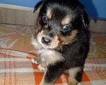 Собаки в Барнауле: продаю щенка! Мальчик, Бесплатно - фото 1