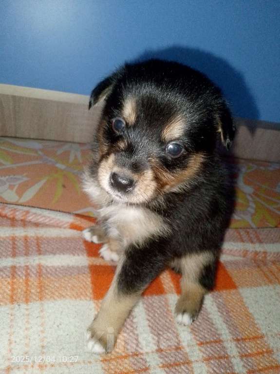 Собаки в Барнауле: продаю щенка! Мальчик, Бесплатно - фото 1