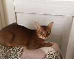 Кошки в Верее: Абиссинский кот. Вязка., 3 000 руб. - фото 4