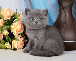 Кошки в Мурином: Британский котик голубого окраса Мальчик, 30 000 руб. - фото 2