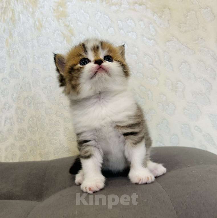 Кошки в Нижнем Новгороде: Прямоухий полосатый котик Мальчик, 20 000 руб. - фото 5