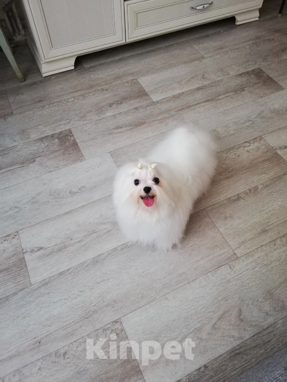 Собаки в Перми: Мальтезе Девочка, 150 000 руб. - фото 3