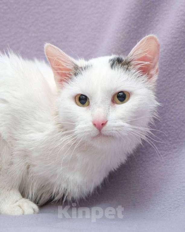 Кошки в Москве: Чистую кошку увозят на выпуск сегодня Девочка, Бесплатно - фото 4