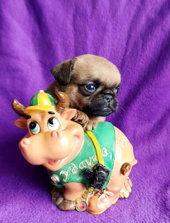 Собаки в Москве: Брабансон рыжая девочка Девочка, 65 000 руб. - фото 2