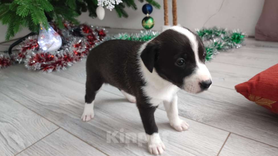 Собаки в Липецке: Бордер колли митис (симпапулька) Девочка, 15 000 руб. - фото 3