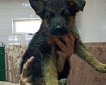 Собаки в Самаре: САМАРА ЛАНД Питомник немецких овчарок. Мальчик, Бесплатно - фото 1
