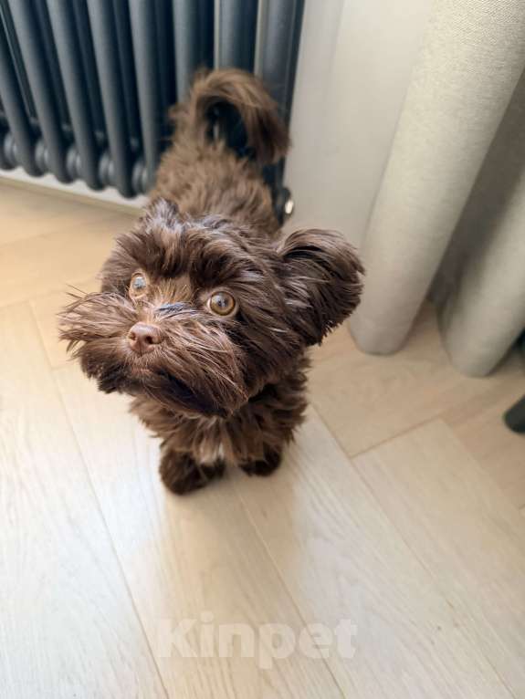 Собаки в Пятигорске: Срочно продаю мальтипу 5 месяцев ! Девочка, Бесплатно - фото 2