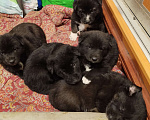 Собаки в Санкт-Петербурге: 4  щеночка ищут добрых хозяев Девочка, Бесплатно - фото 1