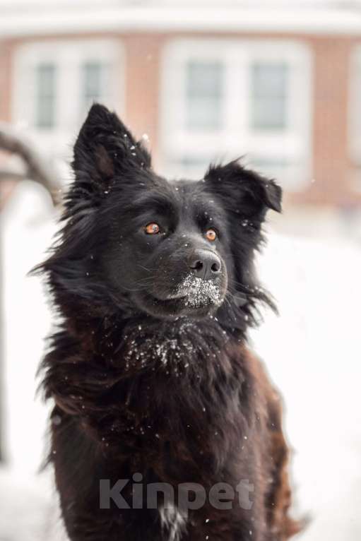 Собаки в других городах Московской области: Собака в добрые руки Девочка, Бесплатно - фото 1