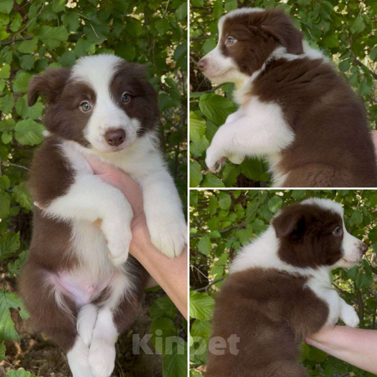 Собаки в других городах Московской области: Бордер колли шоколадные и мраморные мальчики Мальчик, 80 000 руб. - фото 3