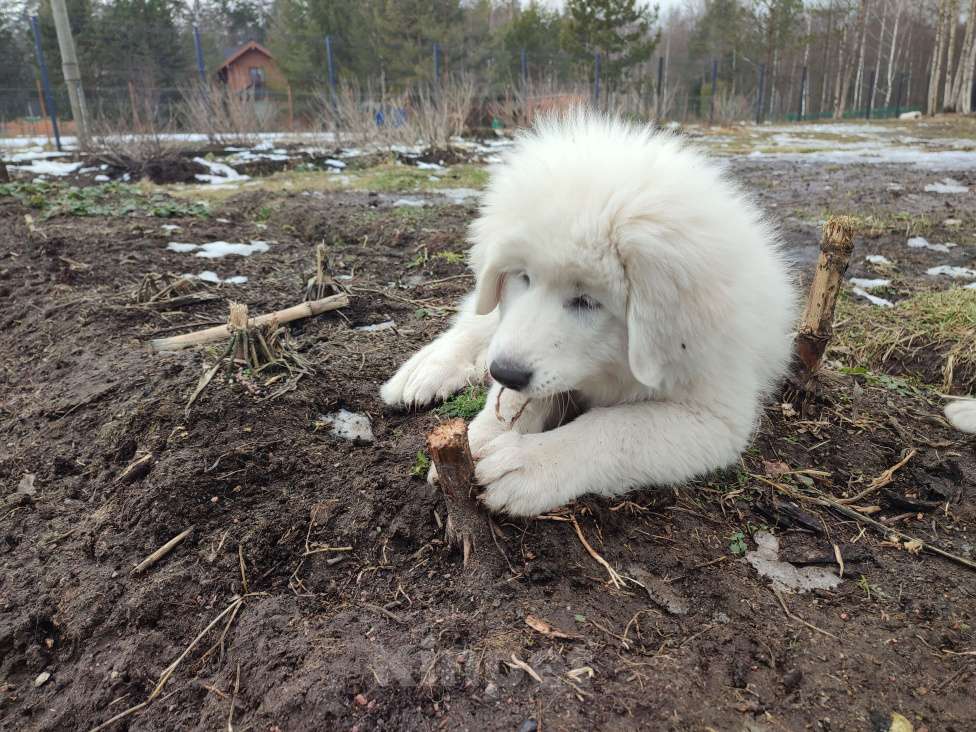 Собаки в других городах Ленинградской области: Пиренейская горная собака плановые щенки Мальчик, 70 000 руб. - фото 7