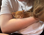 Кошки в Подольске: Котята в добрые руки Разнополые, Бесплатно - фото 6