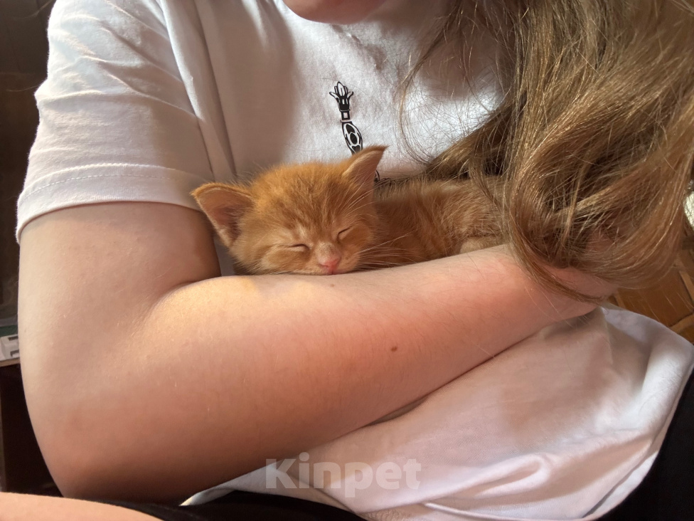 Кошки в Подольске: Котята в добрые руки Разнополые, Бесплатно - фото 6