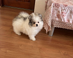 Собаки в Санкт-Петербурге: Эксклюзивный мальчик померанского шпица, Морис  Мальчик, 40 000 руб. - фото 5