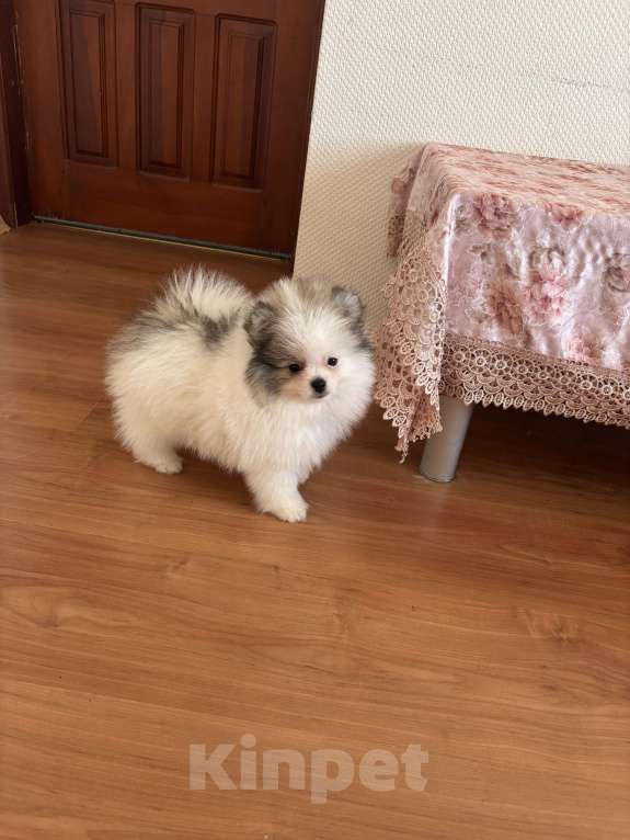 Собаки в Санкт-Петербурге: Эксклюзивный мальчик померанского шпица, Морис  Мальчик, 40 000 руб. - фото 5