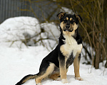 Собаки в других городах Московской области: щенок Ника ищет семью Девочка, Бесплатно - фото 3
