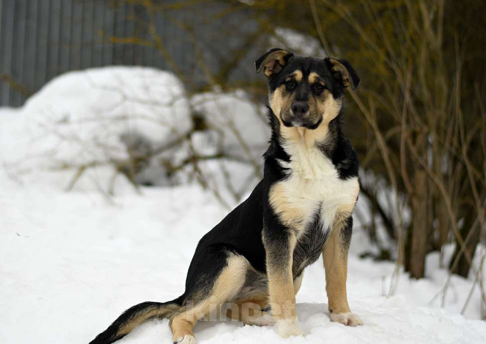Собаки в других городах Московской области: щенок Ника ищет семью Девочка, Бесплатно - фото 3