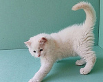 Кошки в Пензе: Котёнок породы Рэгдолл - Boris Мальчик, 65 000 руб. - фото 9