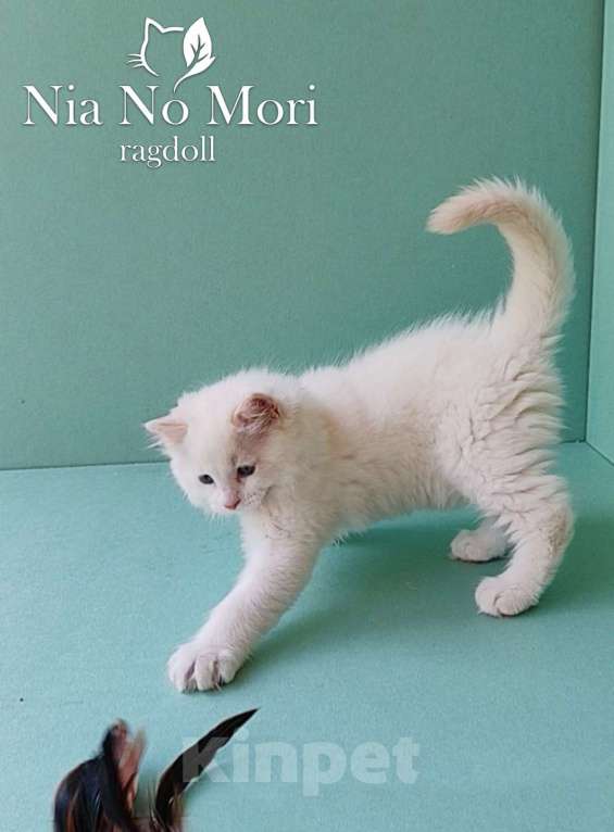 Кошки в Пензе: Котёнок породы Рэгдолл - Boris Мальчик, 65 000 руб. - фото 9