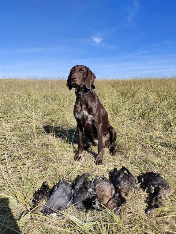Собаки в Новосибирске: Щенок курцхаара Мальчик, 45 000 руб. - фото 6
