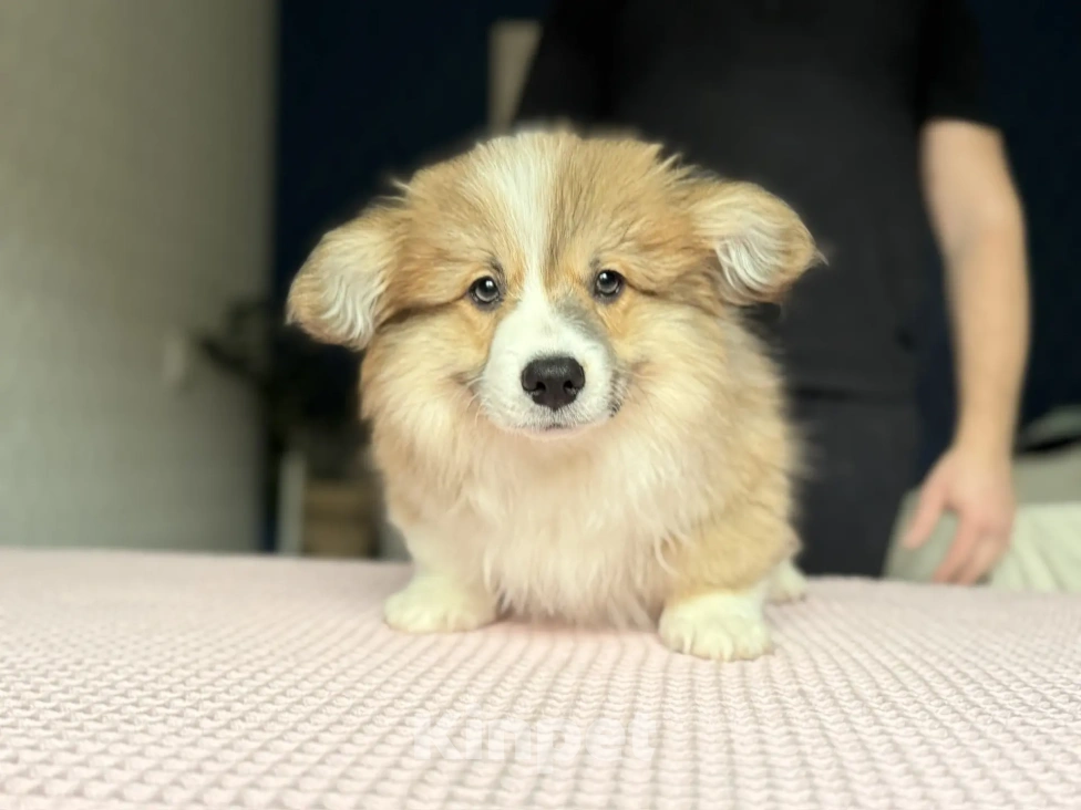 Собаки в Краснодаре: Вельш-Корги Пемброк Мальчик, 40 000 руб. - фото 4