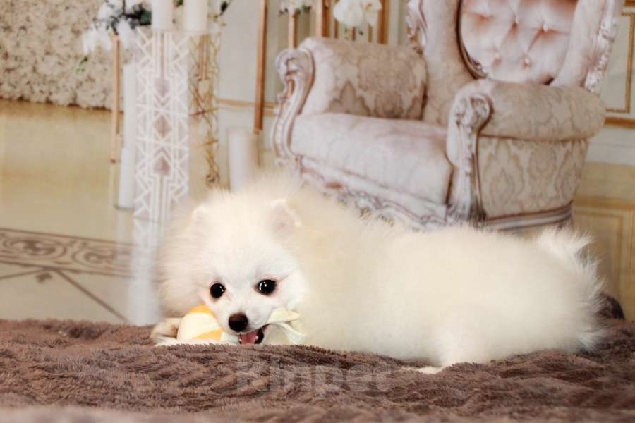 Собаки в Москве: щенки померанского шпица Мальчик, 45 000 руб. - фото 5