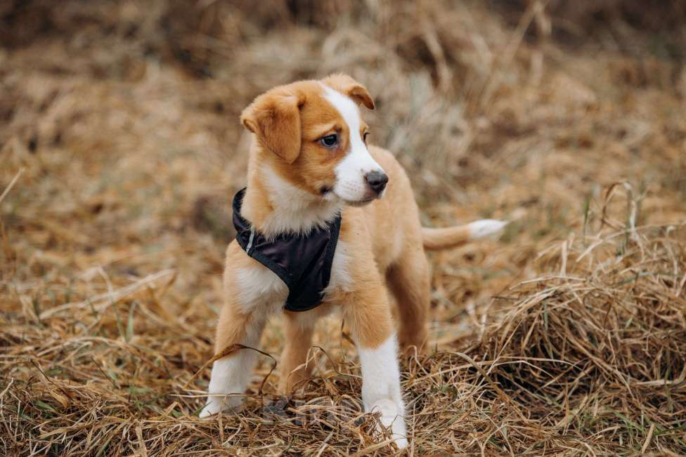 Собаки в Москве: Щенок в добрые руки Мальчик, Бесплатно - фото 6