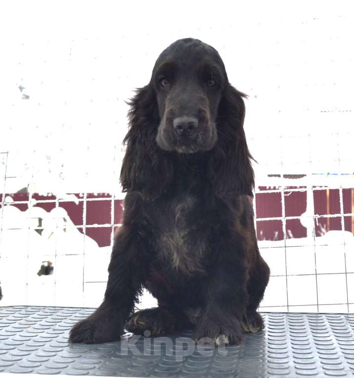 Собаки в Зеленограде: Английский кокер спаниель щенок Мальчик, 45 000 руб. - фото 1