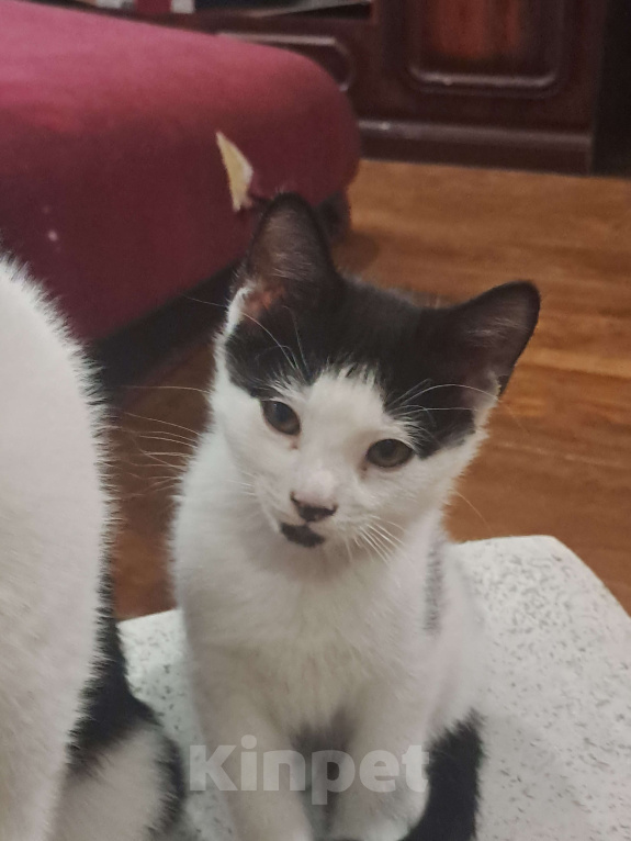 Кошки в Москве: Котик в добрые руки Мальчик, Бесплатно - фото 2