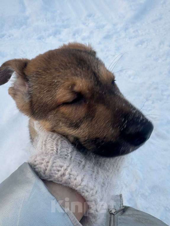 Собаки в других городах Ленинградской области: Мишка и Тотошка Мальчик, Бесплатно - фото 4