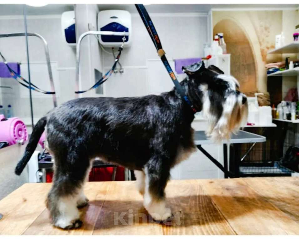 Собаки в Луховицах: Прадаже щенков цвергшнауцера Девочка, 40 000 руб. - фото 1