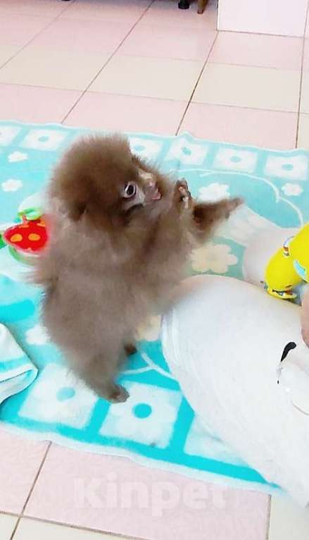 Собаки в Раменском: 💕Лиловый померанец в любимцы.  Мальчик, 50 000 руб. - фото 3