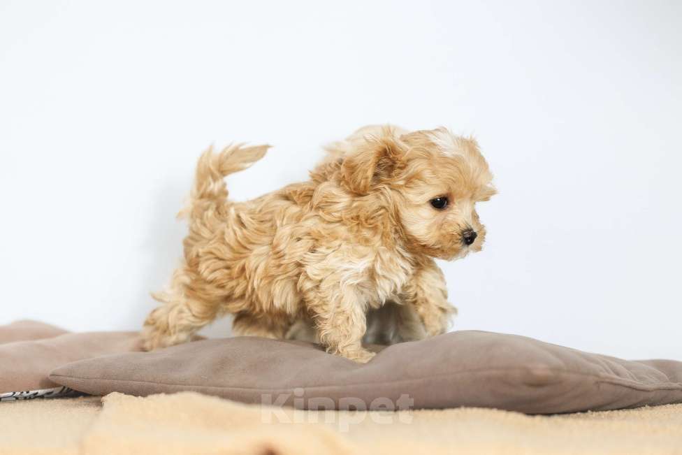 Собаки в Санкт-Петербурге: Джули Мальтипу ф1 Девочка  Девочка, 200 000 руб. - фото 2