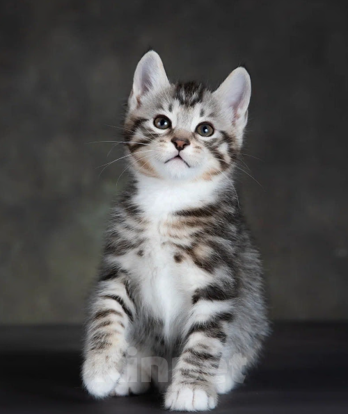 Кошки в других городах Московской области: Котик короткошерстный Мальчик, 50 000 руб. - фото 4